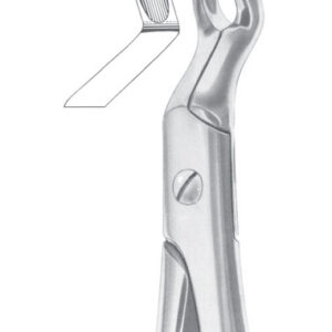 Fig. 67 upper third molars