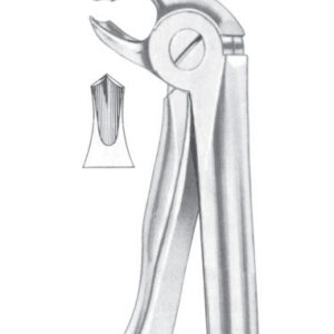 Fig. 22S lower molars for children