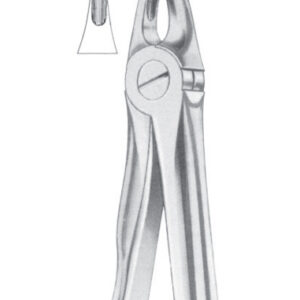 Fig. 29S upper roots for children