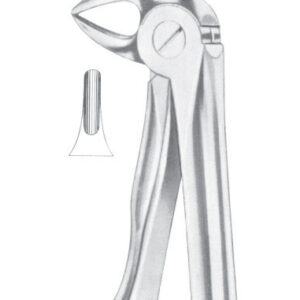 Fig. 33S lower roots for children